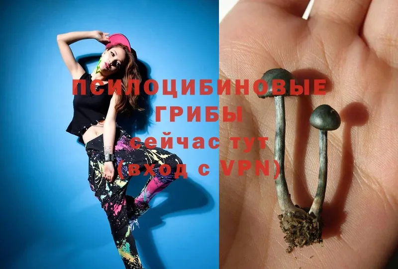 Галлюциногенные грибы Cubensis  где продают   Морозовск 